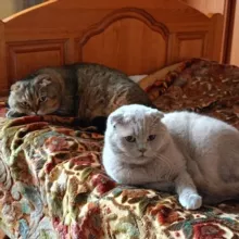 Без КОТА жизнь не та