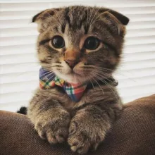 Котопес | животные
