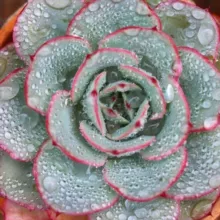 Ginger Flower