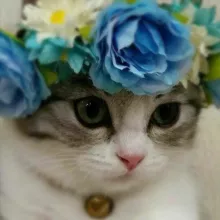 Кисулькины