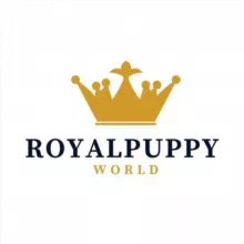 ROYALPUPPYWORLD | Той-пудель | Toy poodle puppies