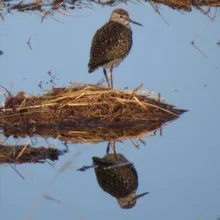 Латвийская кочка🇱🇻