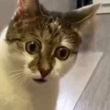 Смешные видео про животных