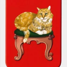 Все котята Твери
