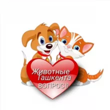 ВОПРОСЫ ❓ ЖИВОТНЫЕ ТАШКЕНТА