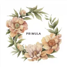 PRIMULA