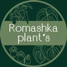 🌿Romashka plants🌿