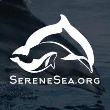 Центр «Безмятежное Море» 🐬