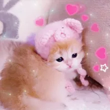 kitty lashroom🦋