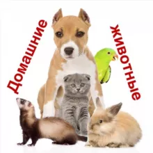 Домашние животные Некрасовка Люберцы