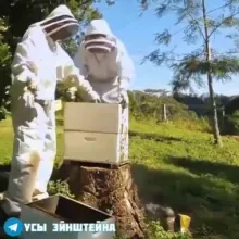 О многом для начинающих пчеловодов
