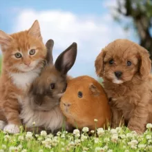 Animal Planet. Интересно о животных.