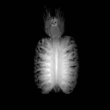 Maybe X-Ray