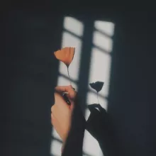 گل رز 🌹