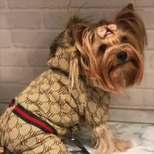 Markus shop Одежда для собак