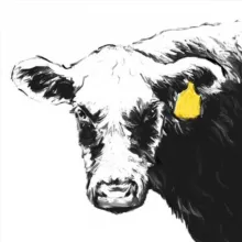 Мясной кооператив «Старая корова»