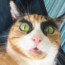 🐈 Смешные Котики | Юмор