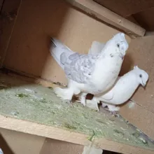 {🕊️{YAYPAN QUSHLARI }🕊️}