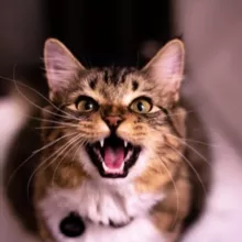 Коронакэт/ Вирусный перитонит кошек/ ВПК/ ФИП/ FIP/ Лечение и диагностика. И не только.