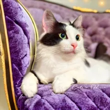 Кошки в Одессе ⚓✨🤍