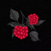 жыццё-маліна