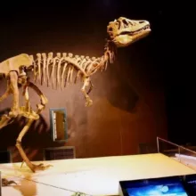 Палеонтология 🦕