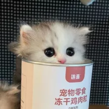 Пушистые котики