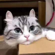 Komaru ~ Chatting 🌷