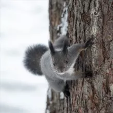 Белочки ТГУ