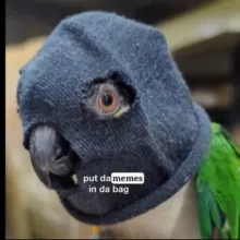 Папук поцупив🦜