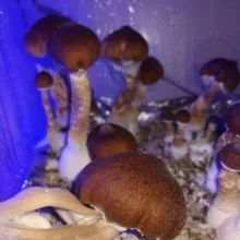 🍄 Hongos Agaricales 🍄