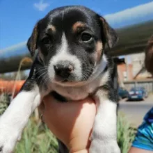 Друг человека ( помощь приюту)