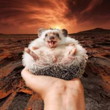 МАРСИАНСКИЙ ЁЖИК