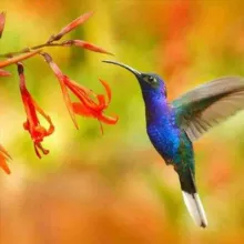Colibri Santé au Naturel