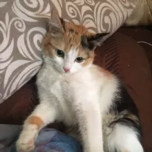 Карельские Питомцы