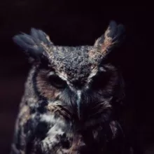 Школа Виктории