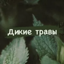 «Дикие травы»