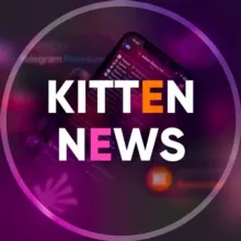 Kitten News