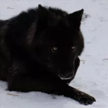 петрикор 玄