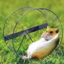 Переселенец