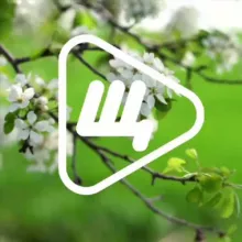 Щёлковское телевидение