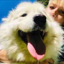 Iran_animals20 Помощь животным Одинцовский район