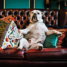 ДИВАННЫЙ МЕДИАЦЕРБЕР