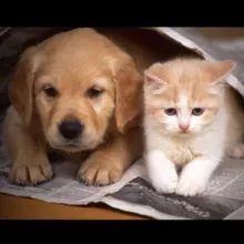 Хвостики_Сахалин