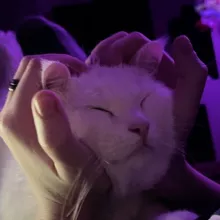 общество мертвых картежников