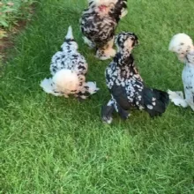 🇺🇿🥇N1-УЗБЕКСКИЙ БЕНТАМКА