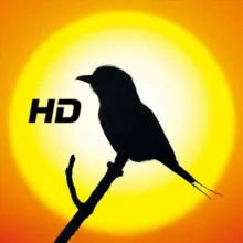 High Quality Bird GIFs