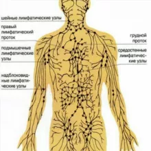 ЛИМФА (ЧИСТАЯ ВОДА)
