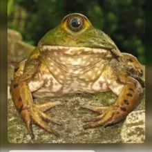 неЖабий channel