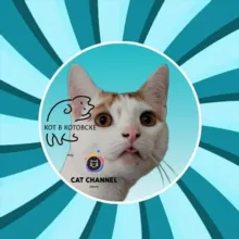 Кот в Котовске 🐈